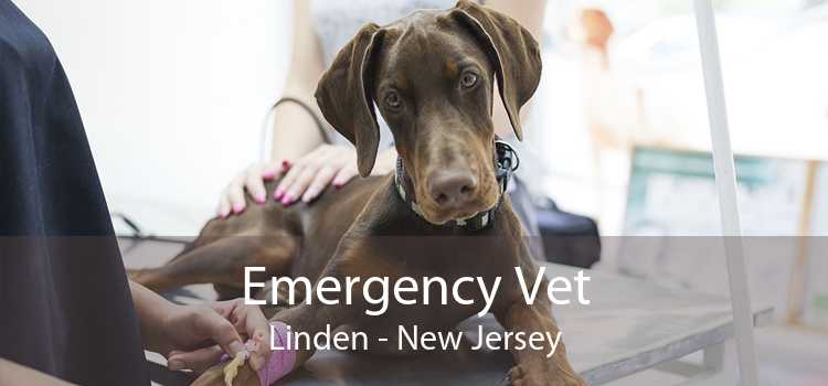 Emergency Vet Linden - New Jersey