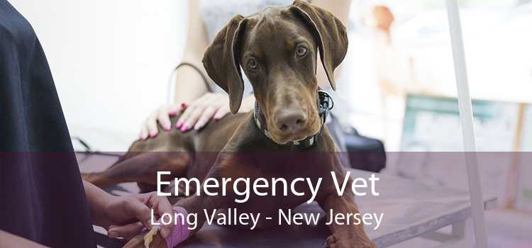 Emergency Vet Long Valley - New Jersey