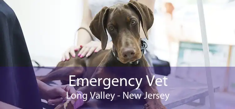 Emergency Vet Long Valley - New Jersey