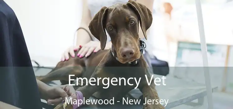 Emergency Vet Maplewood - New Jersey