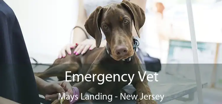 Emergency Vet Mays Landing - New Jersey