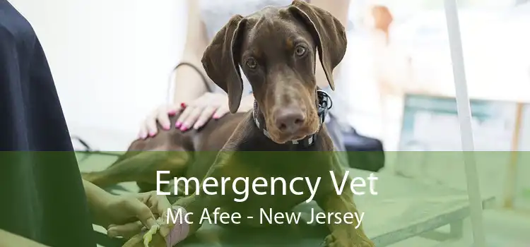 Emergency Vet Mc Afee - New Jersey