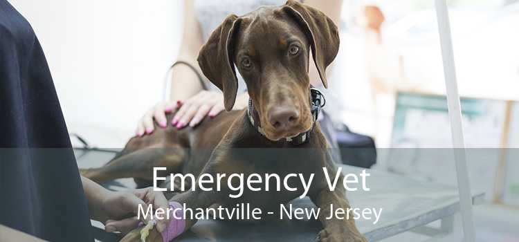 Emergency Vet Merchantville - New Jersey