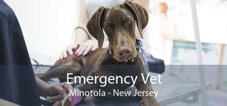 Emergency Vet Minotola - New Jersey