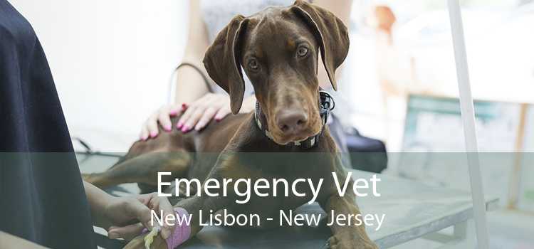 Emergency Vet New Lisbon - New Jersey