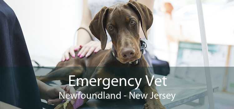 Emergency Vet Newfoundland - New Jersey