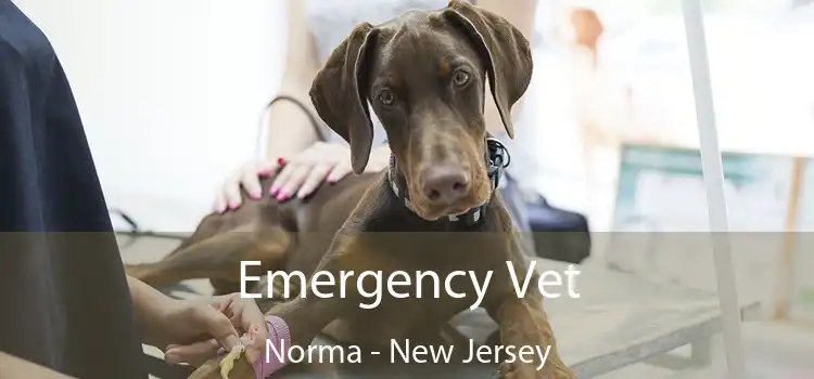 Emergency Vet Norma - New Jersey