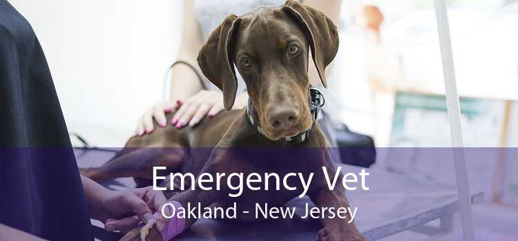 Emergency Vet Oakland - New Jersey