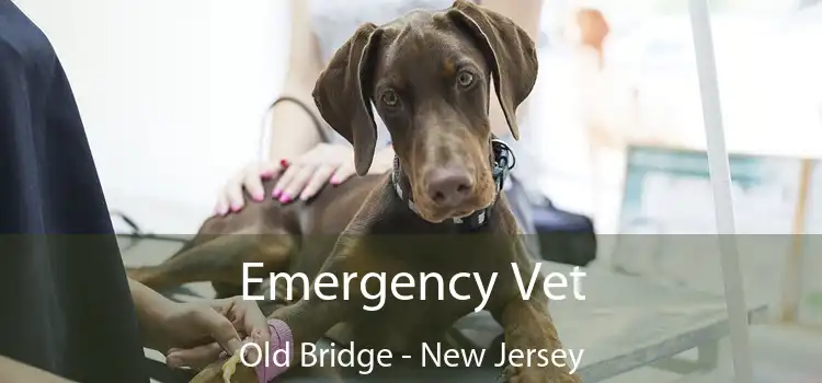 Emergency Vet Old Bridge - New Jersey