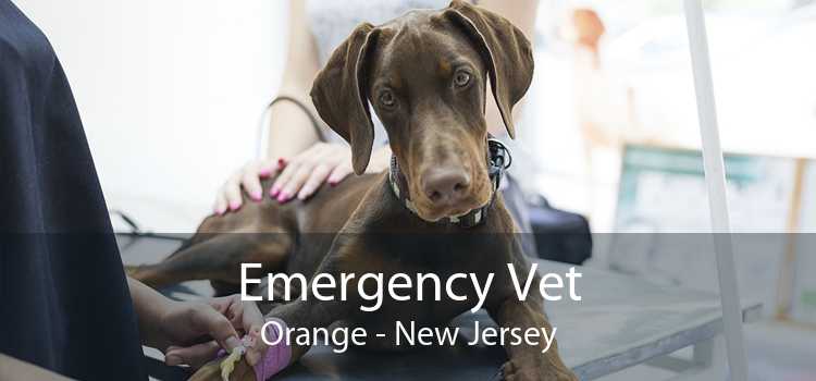 Emergency Vet Orange - New Jersey