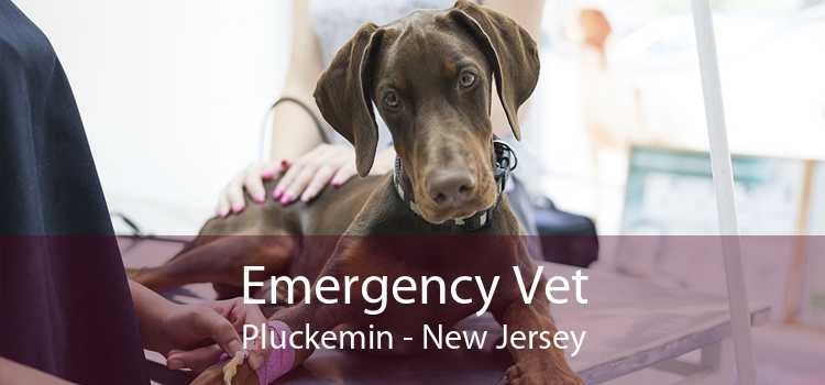 Emergency Vet Pluckemin - New Jersey