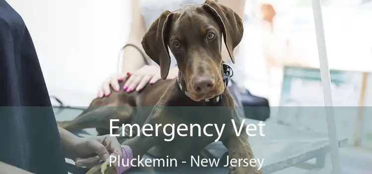 Emergency Vet Pluckemin - New Jersey