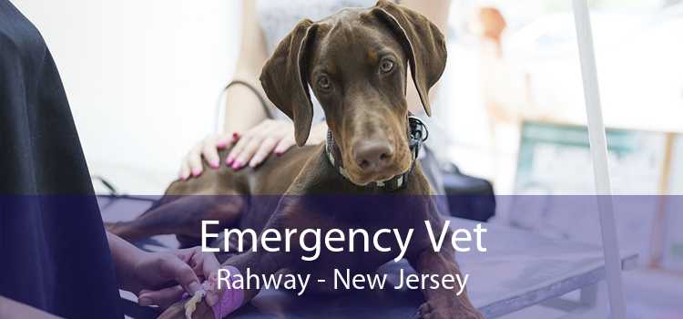 Emergency Vet Rahway - New Jersey