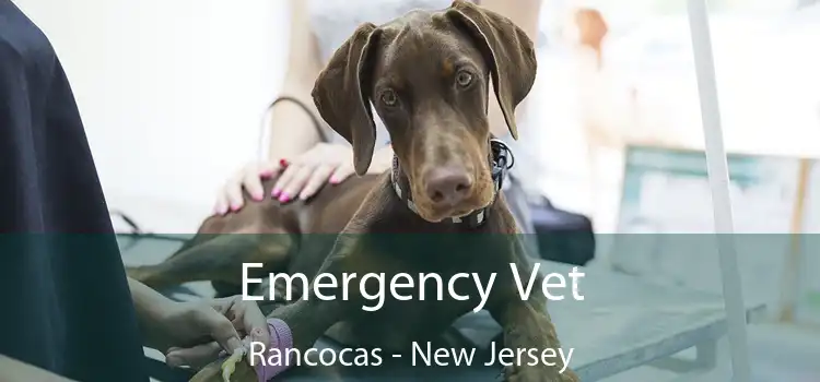 Emergency Vet Rancocas - New Jersey