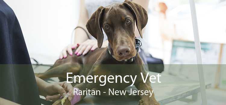 Emergency Vet Raritan - New Jersey