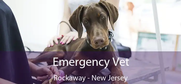 Emergency Vet Rockaway - New Jersey