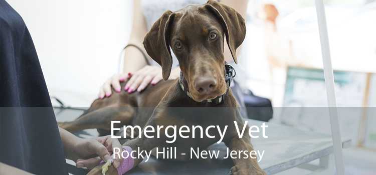 Emergency Vet Rocky Hill - New Jersey
