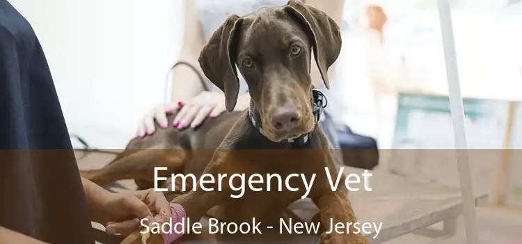 Emergency Vet Saddle Brook - New Jersey