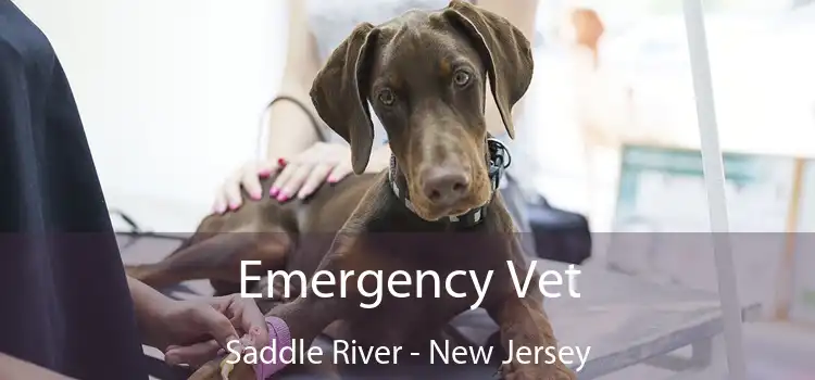 Emergency Vet Saddle River - New Jersey