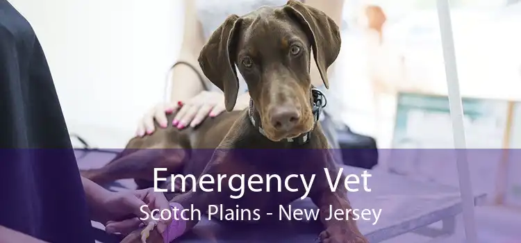 Emergency Vet Scotch Plains - New Jersey
