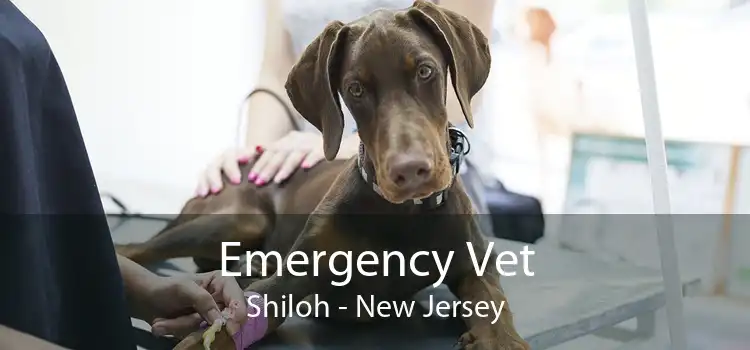 Emergency Vet Shiloh - New Jersey