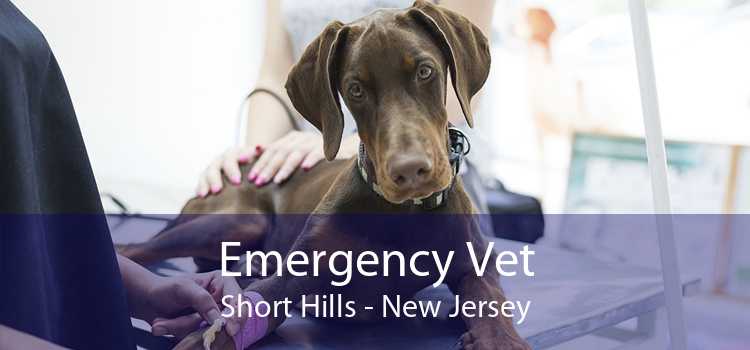 Emergency Vet Short Hills - New Jersey
