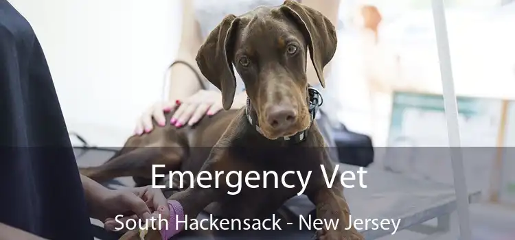 Emergency Vet South Hackensack - New Jersey