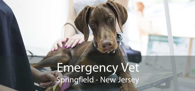 Emergency Vet Springfield - New Jersey