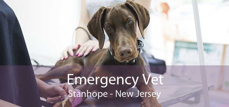 Emergency Vet Stanhope - New Jersey