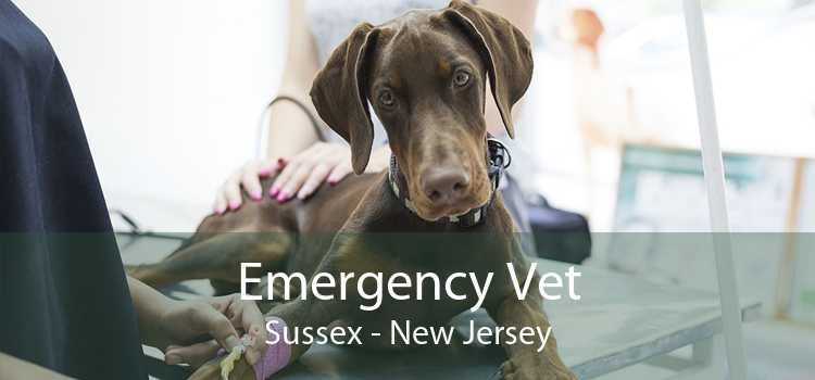 Emergency Vet Sussex - New Jersey