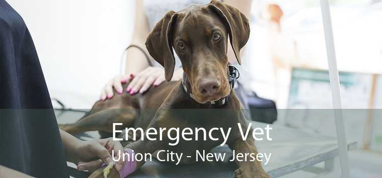 Emergency Vet Union City - New Jersey