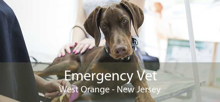 Emergency Vet West Orange - New Jersey