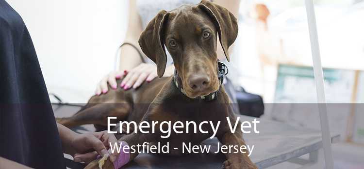 Emergency Vet Westfield - New Jersey
