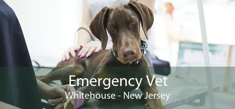 Emergency Vet Whitehouse - New Jersey