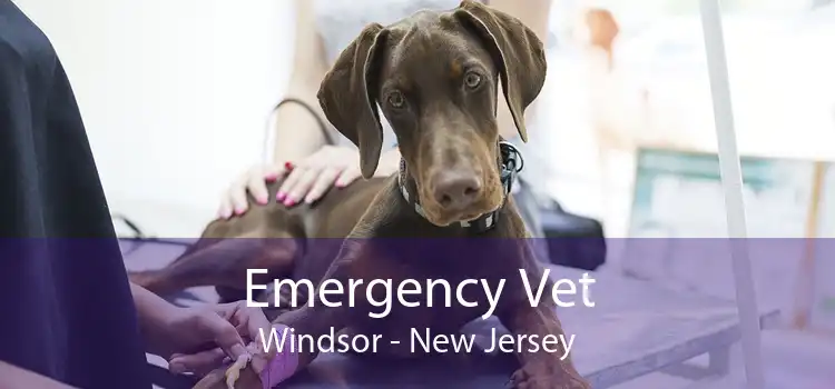 Emergency Vet Windsor - New Jersey