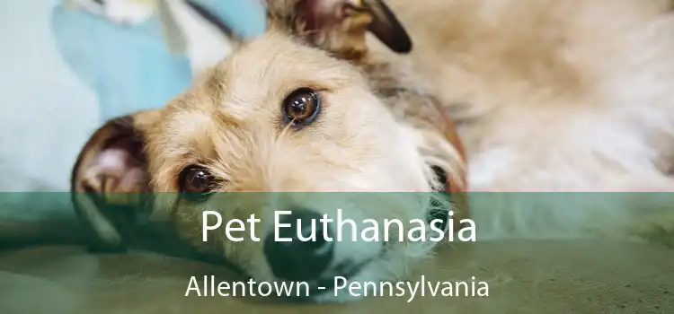 Pet Euthanasia Allentown - Pennsylvania