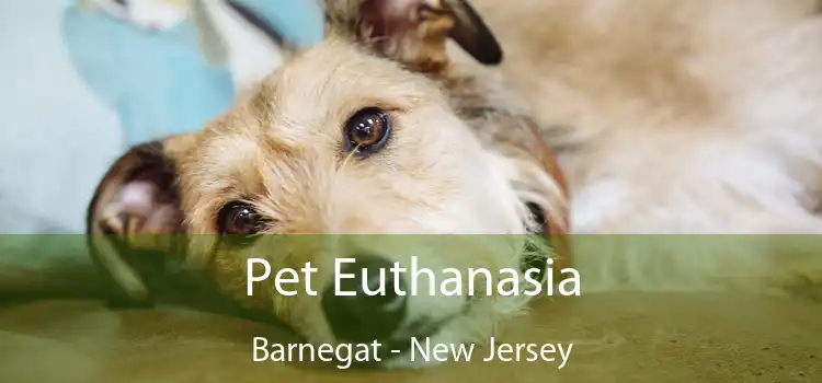 Pet Euthanasia Barnegat - New Jersey