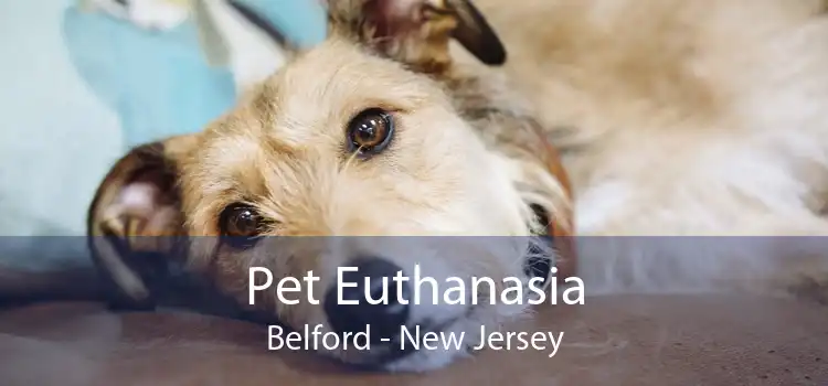 Pet Euthanasia Belford - New Jersey