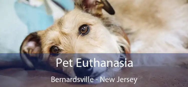 Pet Euthanasia Bernardsville - New Jersey