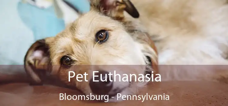 Pet Euthanasia Bloomsburg - Pennsylvania