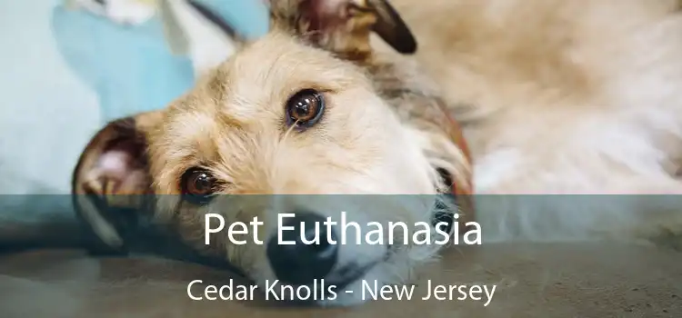 Pet Euthanasia Cedar Knolls - New Jersey