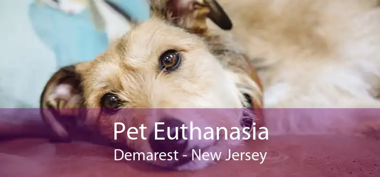 Pet Euthanasia Demarest - New Jersey