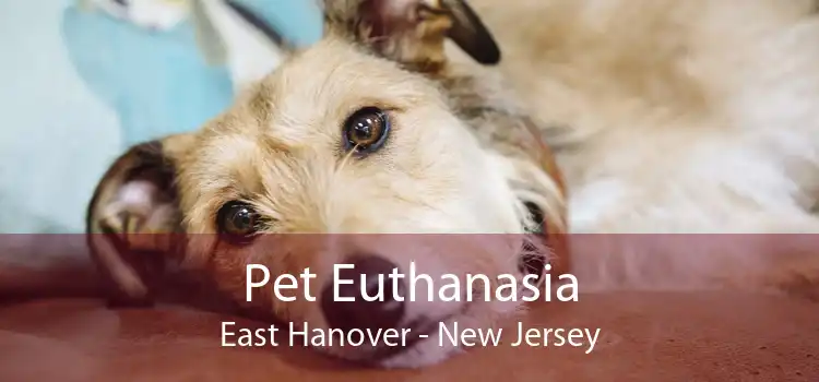 Pet Euthanasia East Hanover - New Jersey