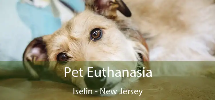 Pet Euthanasia Iselin - New Jersey