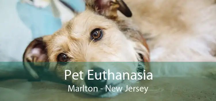 Pet Euthanasia Marlton - New Jersey