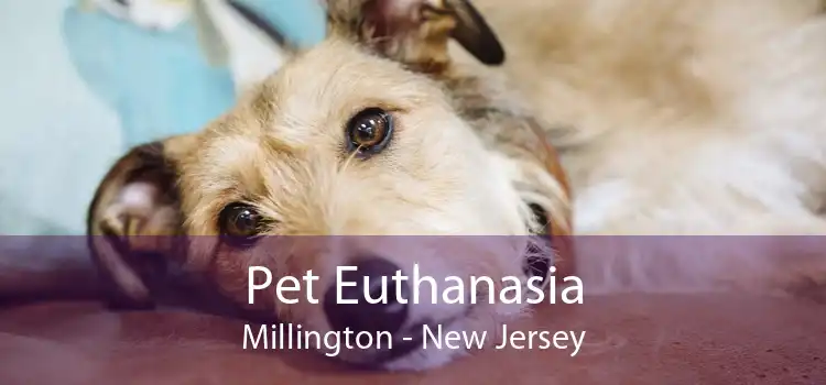 Pet Euthanasia Millington - New Jersey