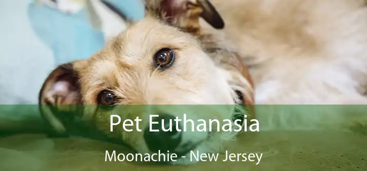 Pet Euthanasia Moonachie - New Jersey