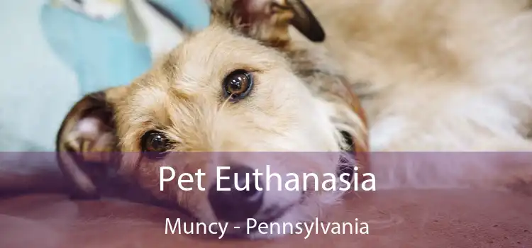 Pet Euthanasia Muncy - Pennsylvania
