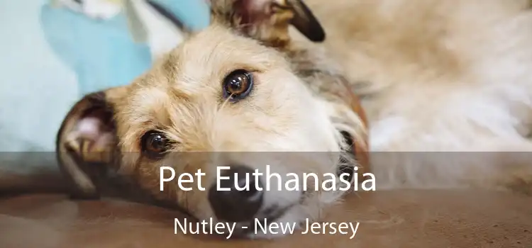 Pet Euthanasia Nutley - New Jersey