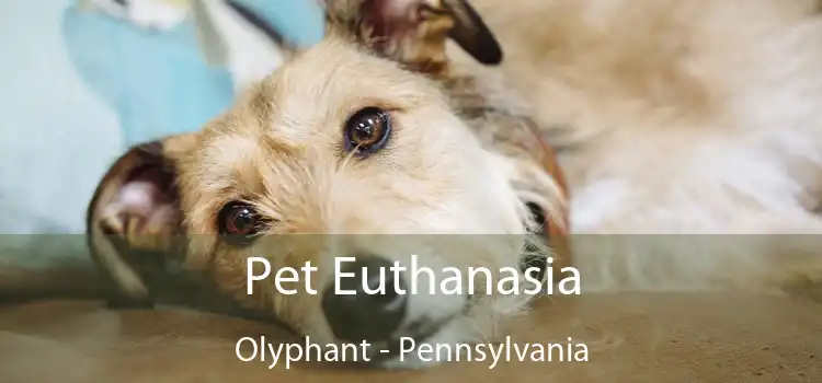 Pet Euthanasia Olyphant - Pennsylvania